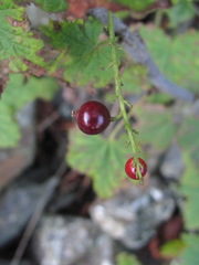 Ribes biebersteinii