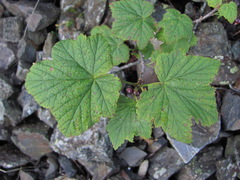 Ribes biebersteinii