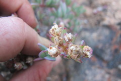Oscularia lunata