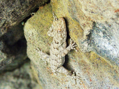 Mediodactylus heterocercus