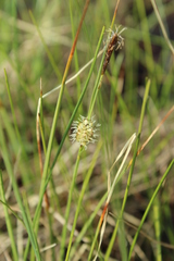 Carex rotundata
