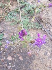 Astragalus davuricus