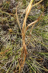 Carex rotundata