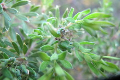 Agathosma bisulca