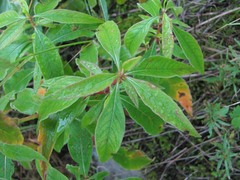 Koenigia alpina
