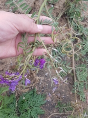 Astragalus davuricus