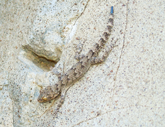 Mediodactylus heterocercus