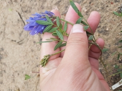 Astragalus laxmannii