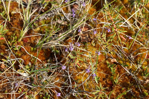 Image of Pinguicula villosa by (c) nina_nesterova, some rights reserved (CC BY)