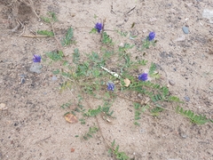 Astragalus laxmannii