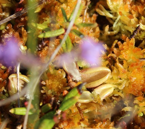 Image of Pinguicula villosa by (c) nina_nesterova, some rights reserved (CC BY)