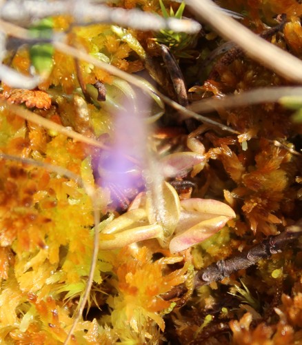 Image of Pinguicula villosa by (c) nina_nesterova, some rights reserved (CC BY)