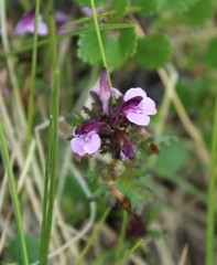 Pedicularis pennellii