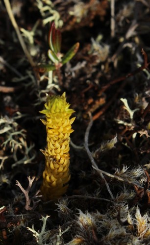 Image of Arctic Firmoss (Huperzia arctica) by (c) nina_nesterova, some rights reserved (CC BY)