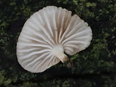 Crepidotus stipitatus
