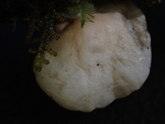 Crepidotus stipitatus