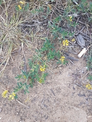 Medicago falcata