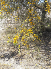 Vachellia caven