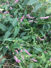 Persicaria