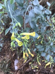 Nicotiana glauca