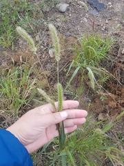Setaria viridis
