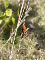 Phidippus cardinalis