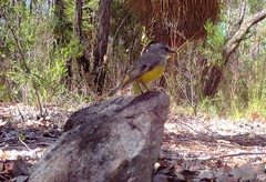 Eopsaltria griseogularis