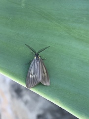 Phryganidia californica