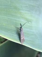 Phryganidia californica