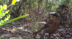 Strepera versicolor plumbea