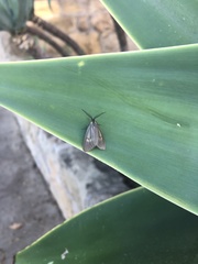 Phryganidia californica