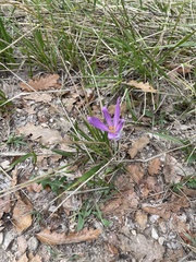 Colchicum lusitanum