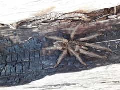 Grammostola inermis