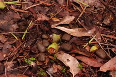 Setonix brachyurus