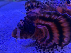 Dendrochirus biocellatus