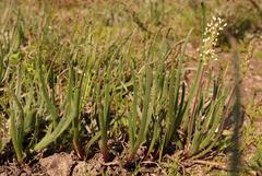 Plantago carnosa