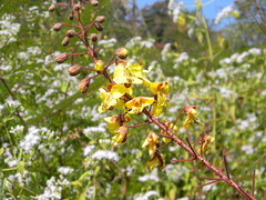 Hultholia mimosoides