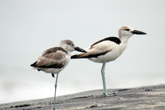 Crab-Plover photo 2