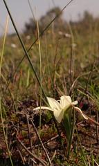 Gladiolus trichonemifolius