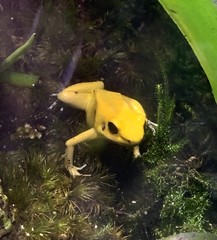 Phyllobates terribilis