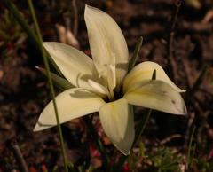 Gladiolus trichonemifolius