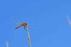 Sympetrum fonscolombii