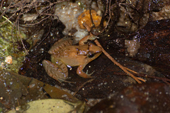 Limnonectes plicatellus