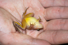 Limnonectes plicatellus