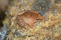 Limnonectes plicatellus