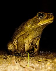 Rhinella diptycha