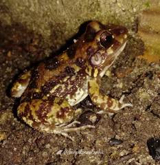 Leptodactylus troglodytes