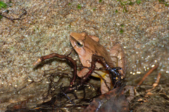 Limnonectes plicatellus