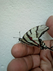 Protographium epidaus