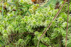 Sphagnum cuspidatulum
